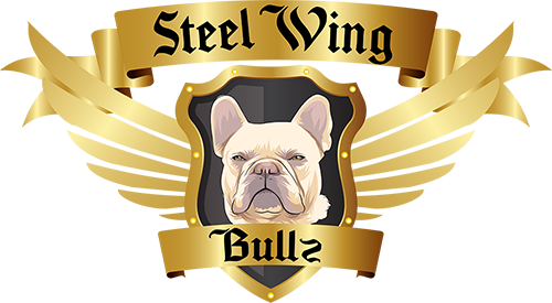 Steel Wing Bullz francia bulldog Kennel